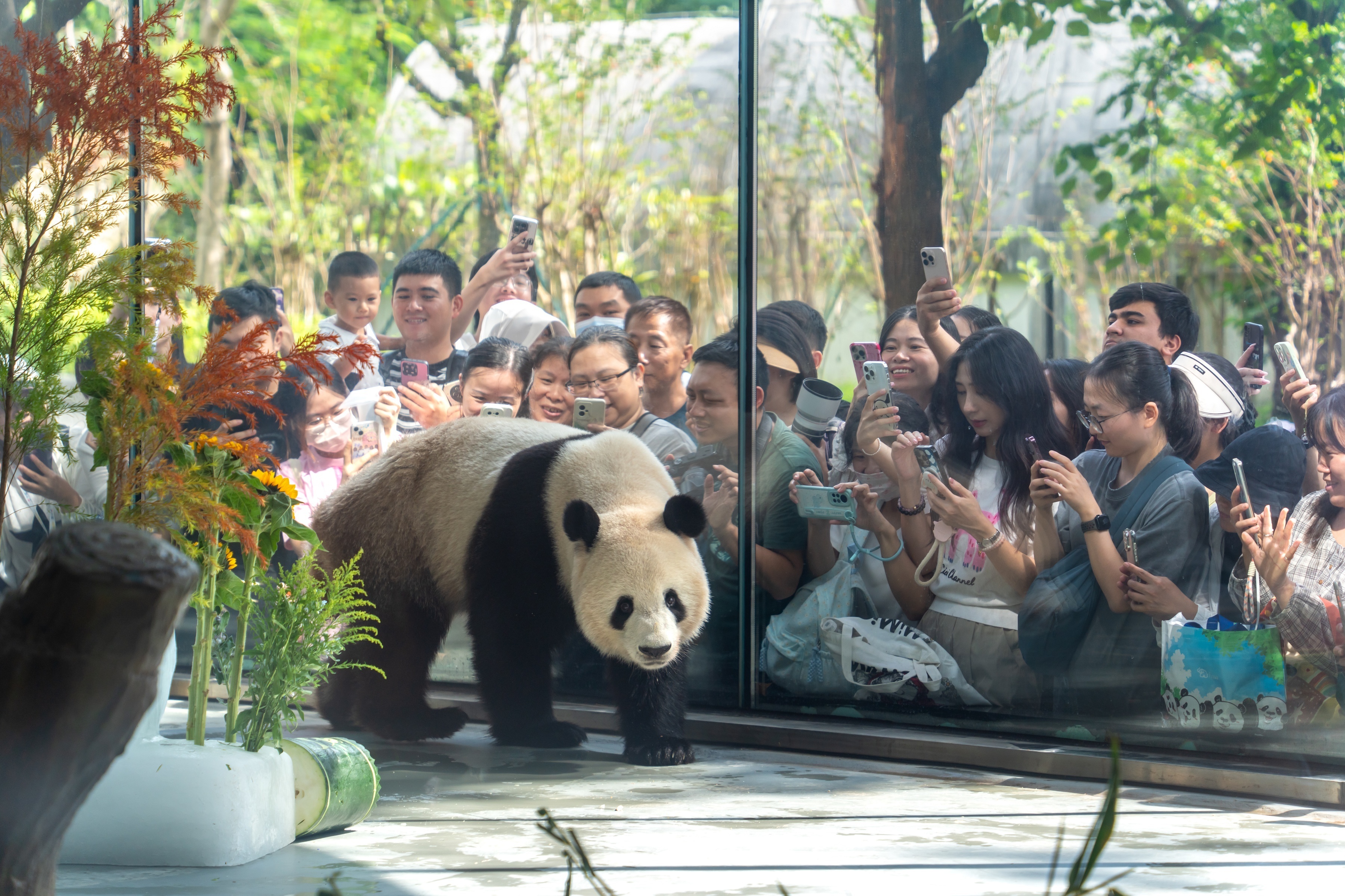 西班牙归国大熊猫亮相