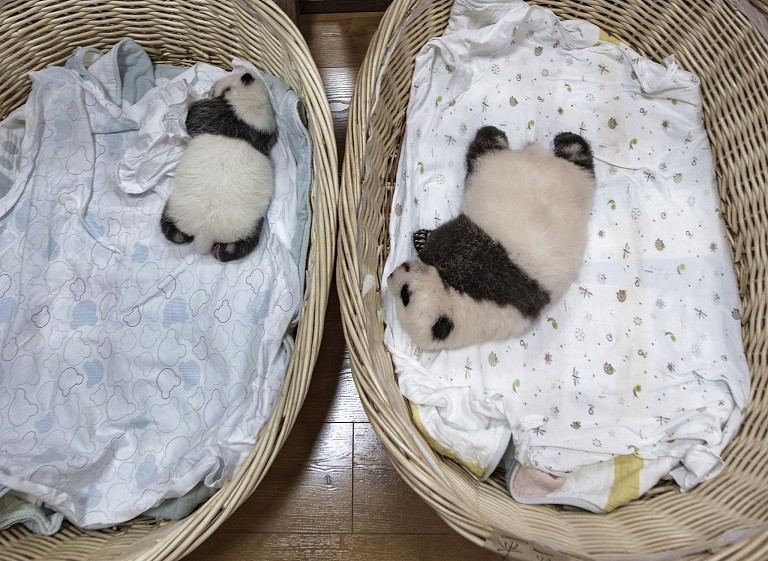 2021新生大熊猫亮相