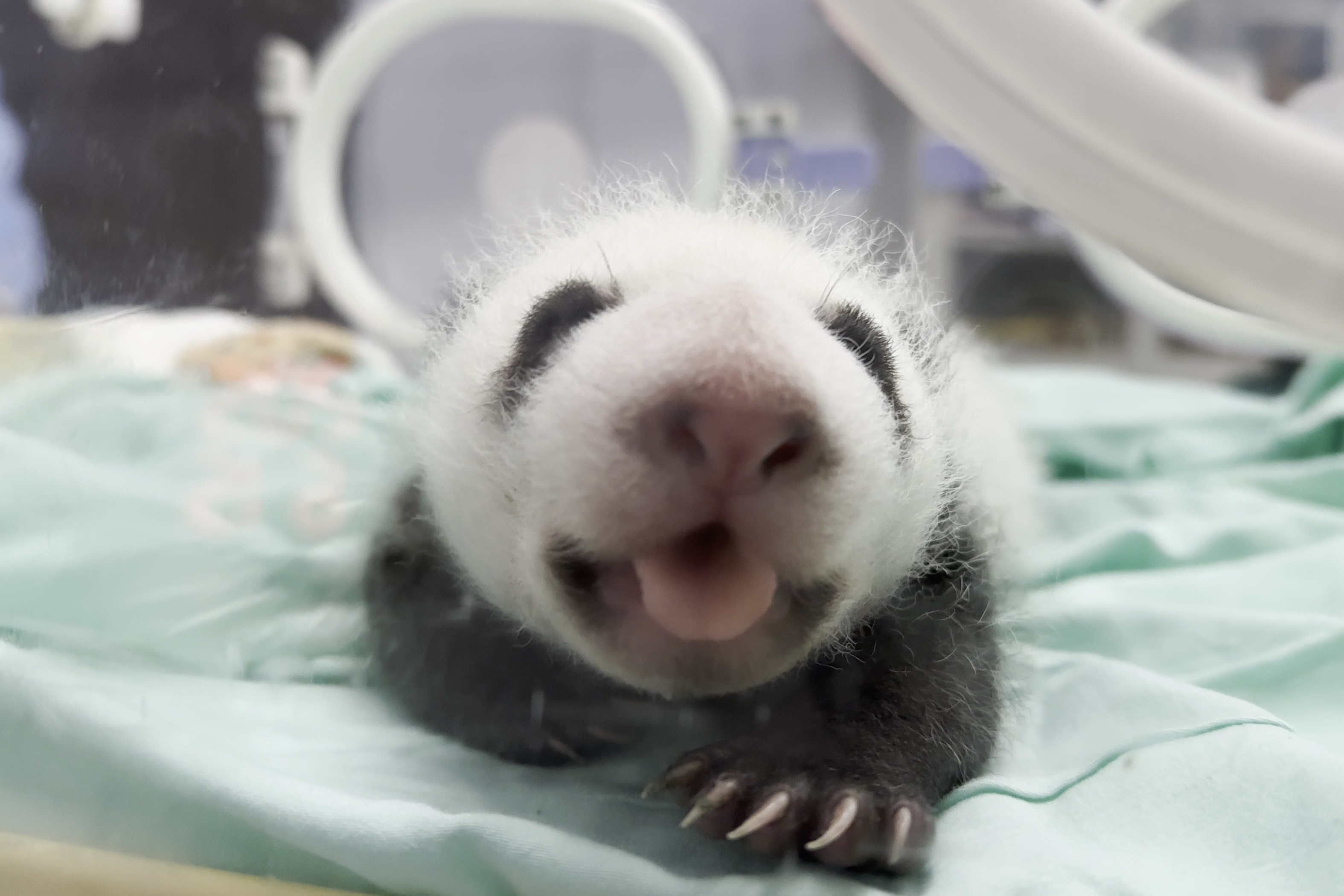 兰州新生大熊猫幼崽