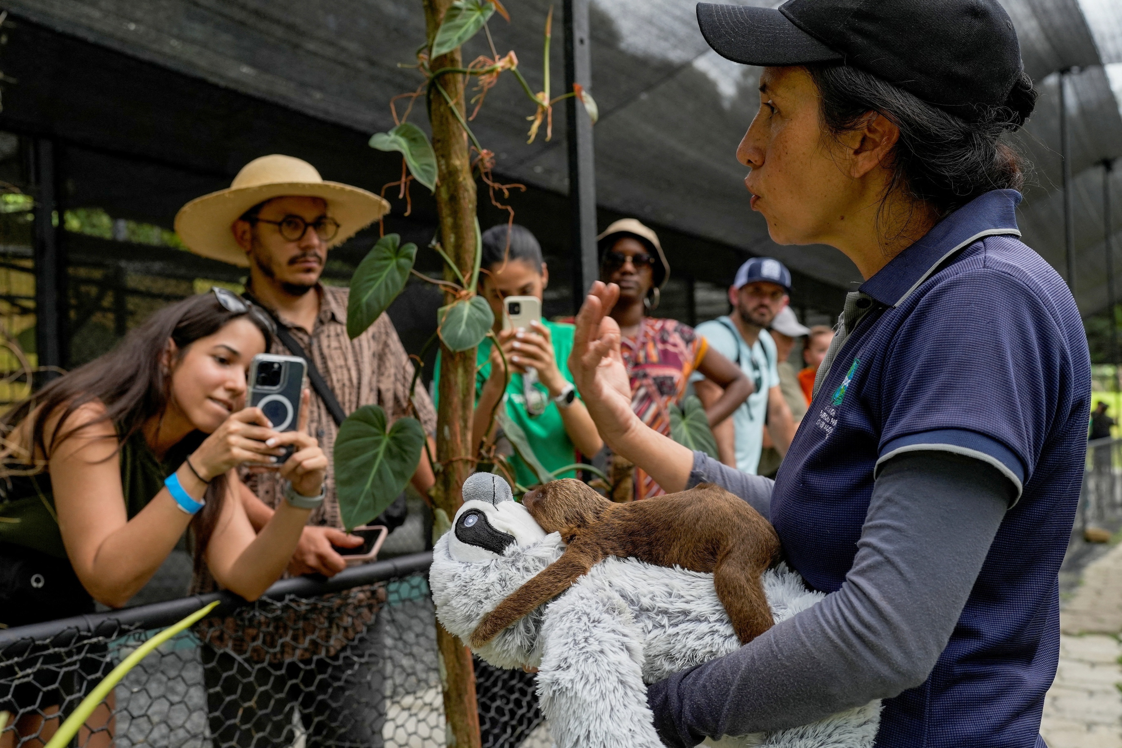 2025年国际树懒日