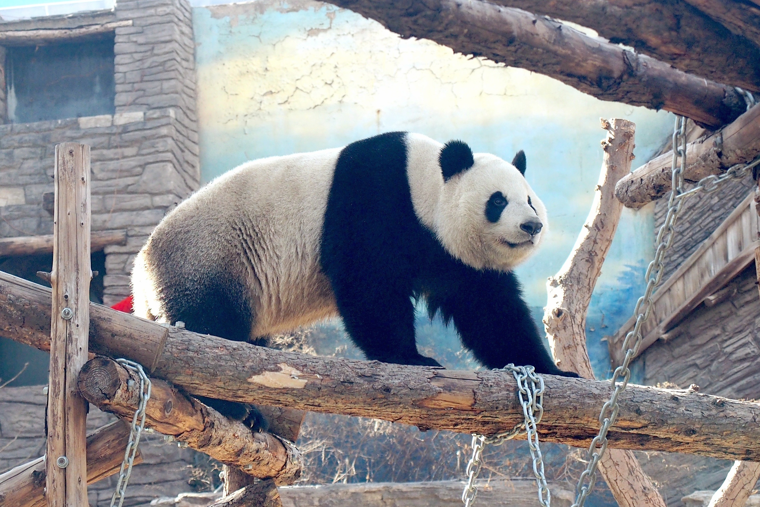 北京开建大熊猫基地