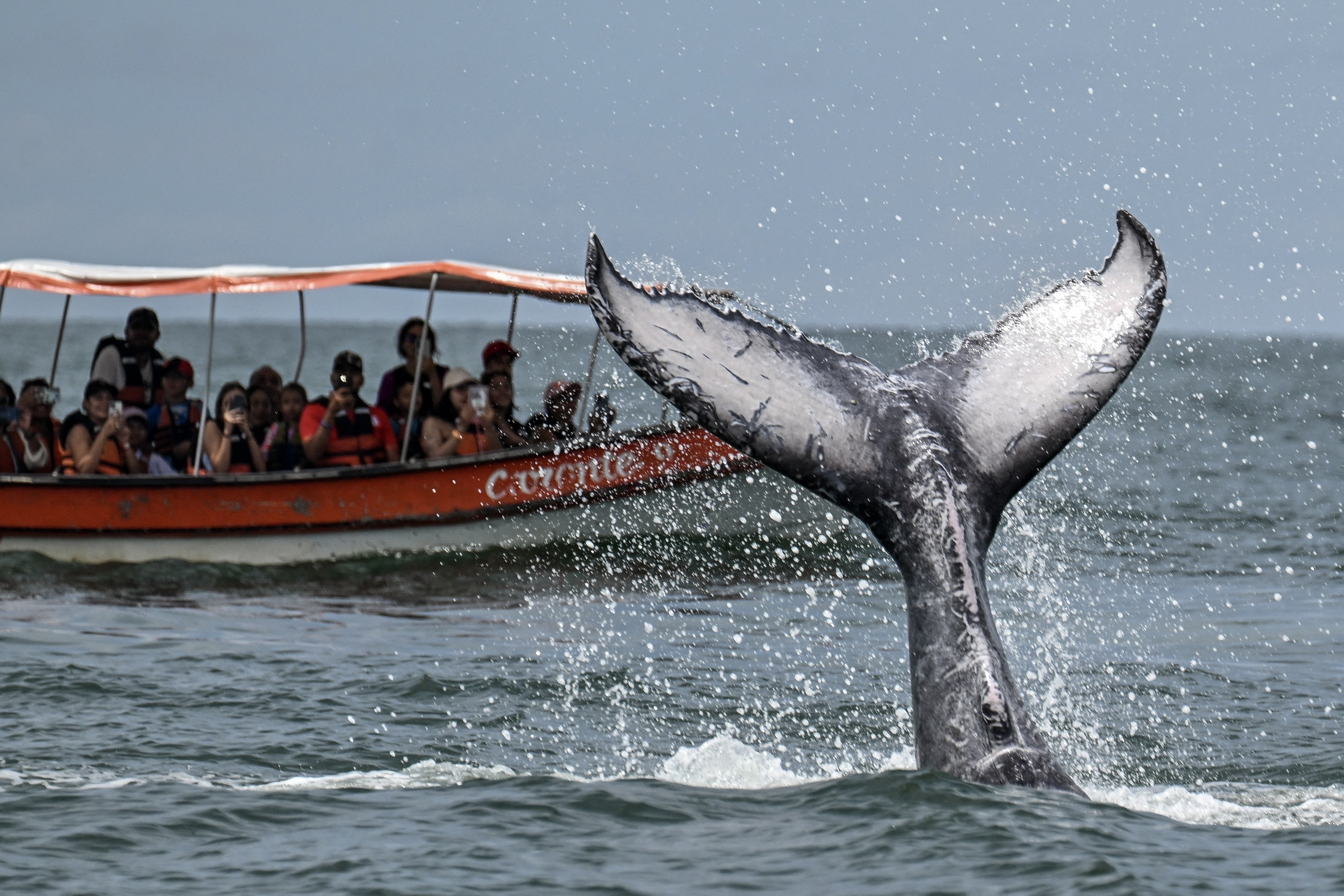 哥伦比亚观鲸季