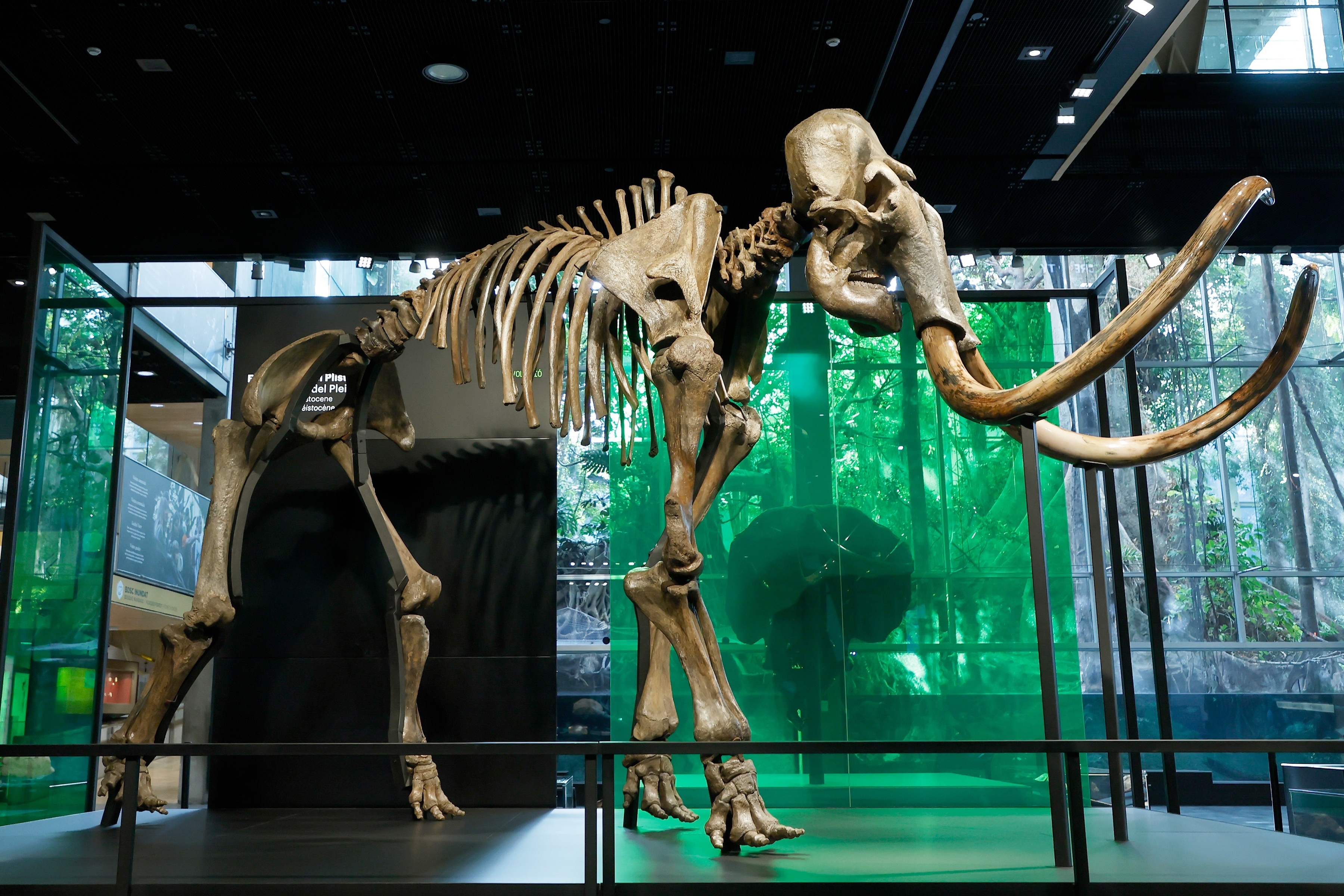 西班牙展出猛犸象化石