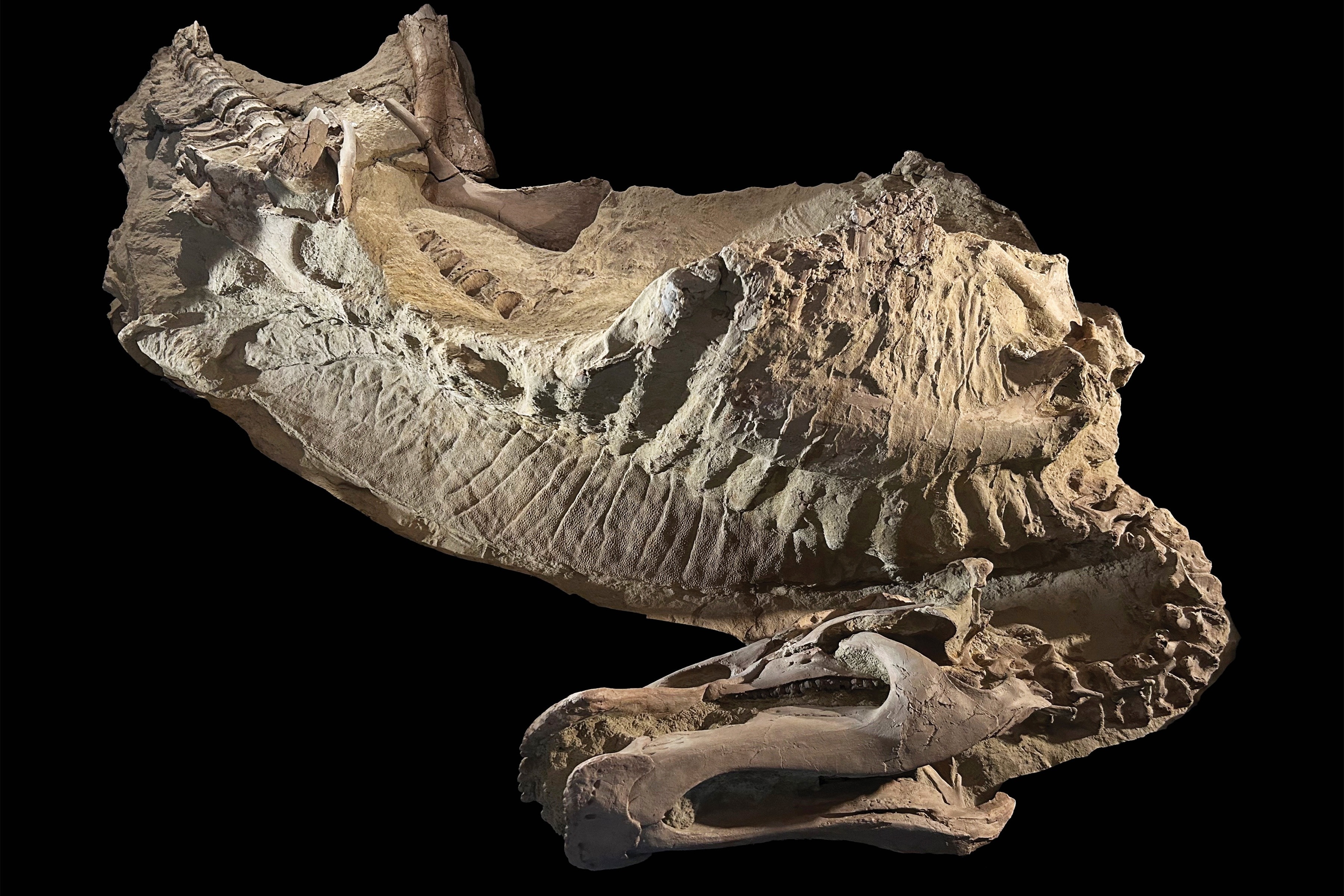 美国发现木乃伊化恐龙化石