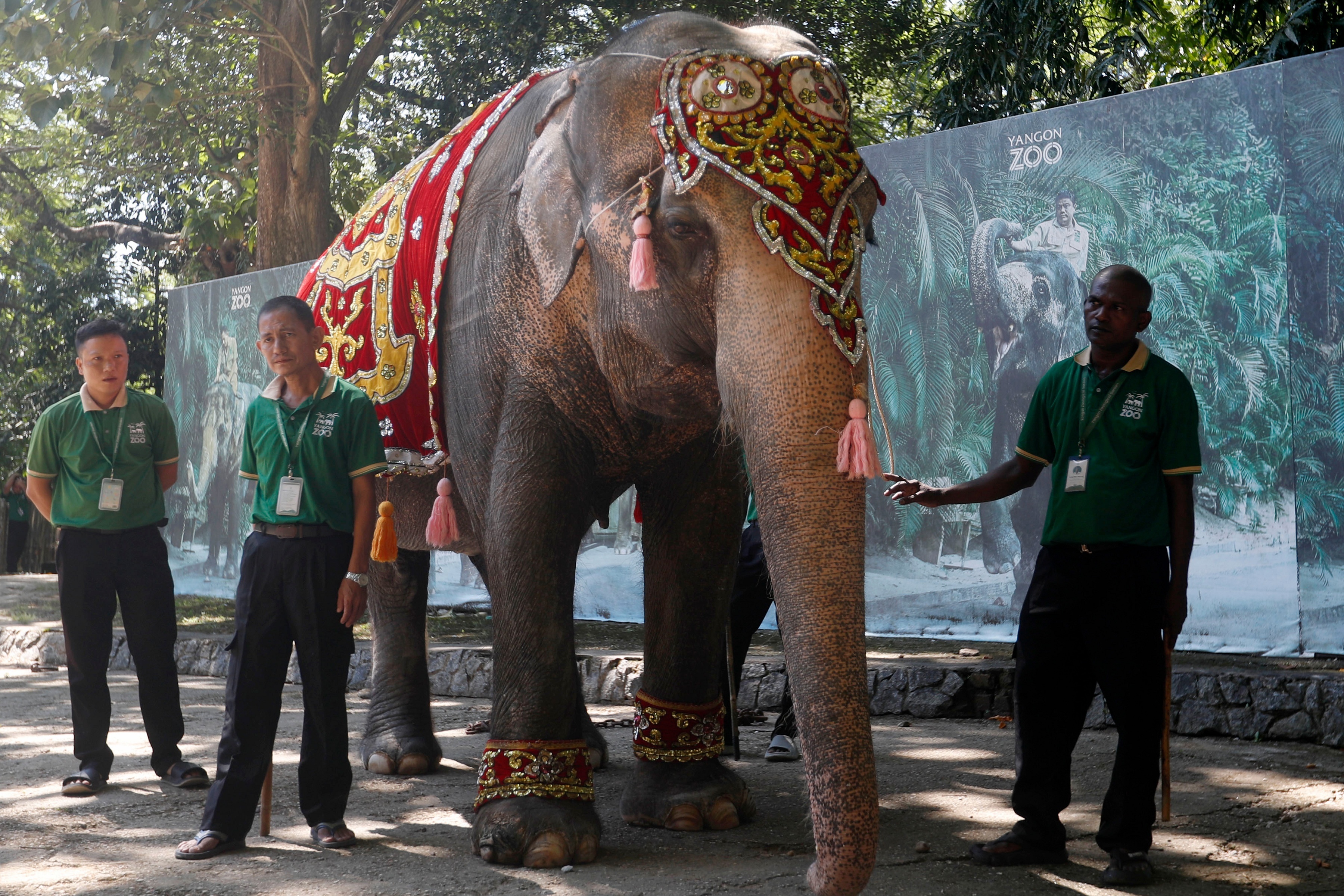 缅甸高龄大象72岁生日