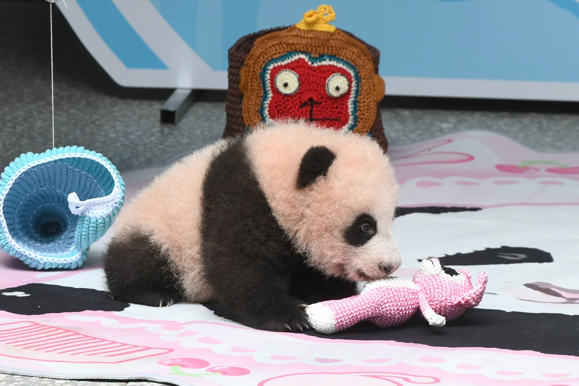 重庆新生大熊猫百日