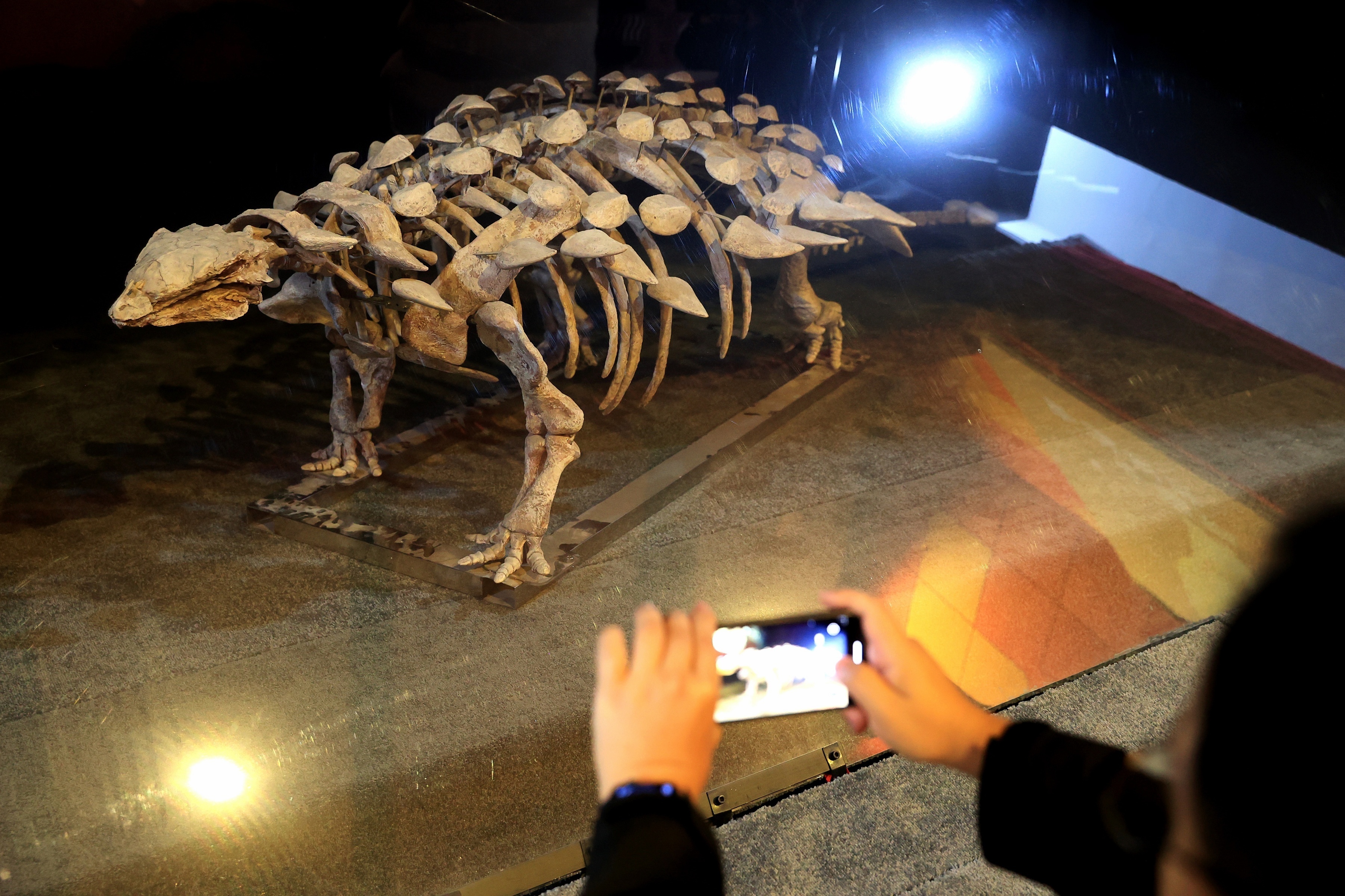 中国发现甲龙新物种