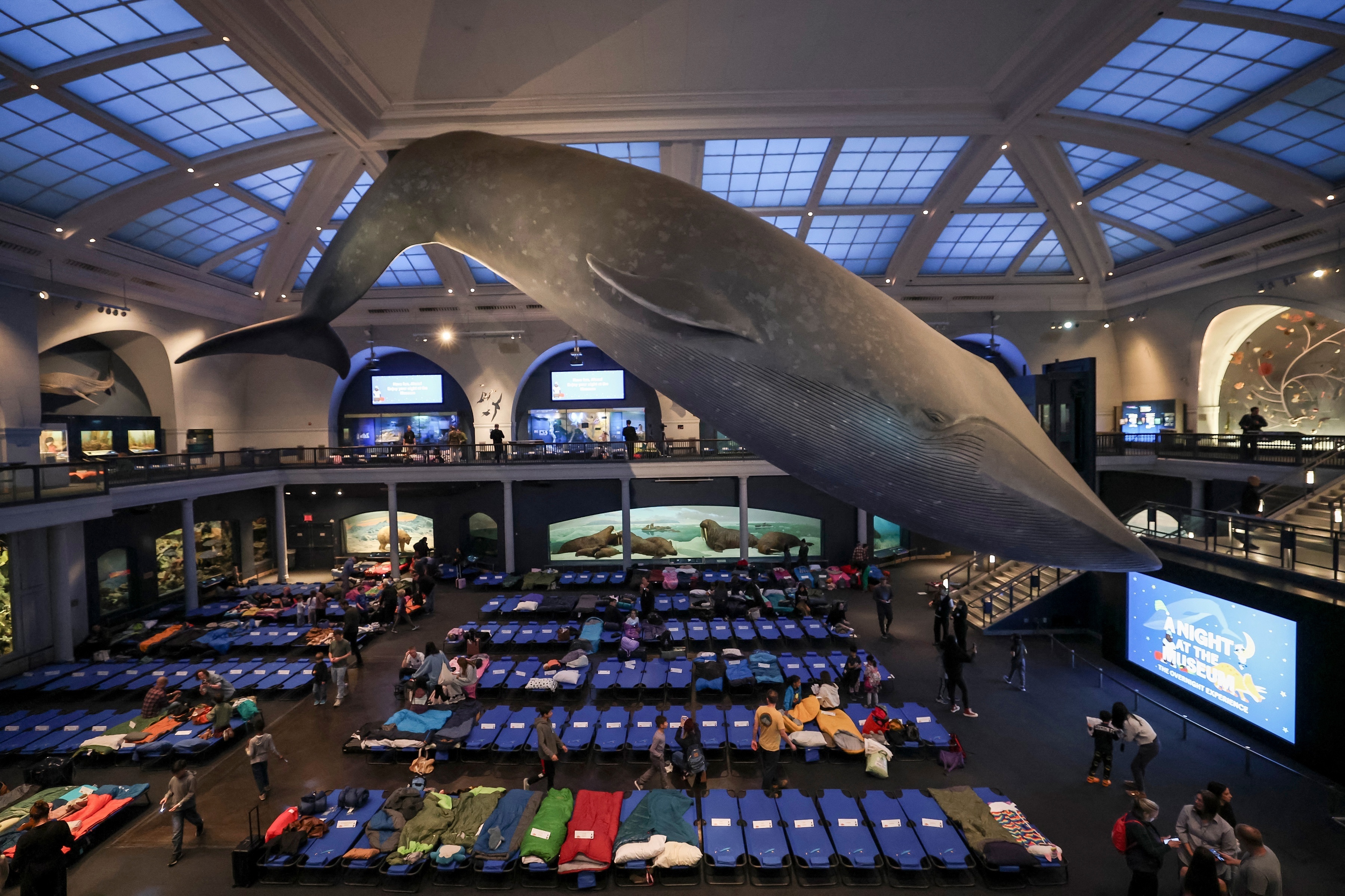 纽约自然史博夜宿活动