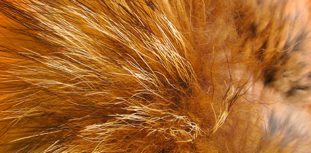 Fur