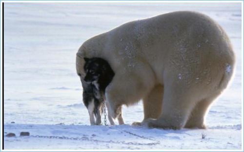 Polar Bear vs. Dog