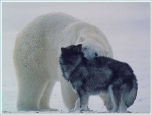 Polar Bear vs. Dog