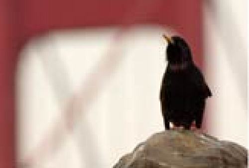 鸣禽的超级发声肌肉