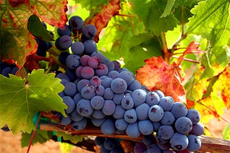 Tempranillo 丹魄红葡萄
