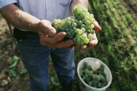 酸度充足的Gruner Veltliner