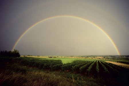 布尔根产区 Burgenland
