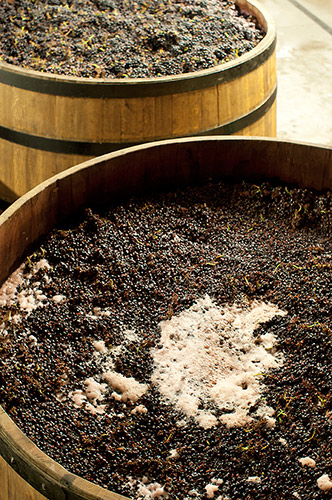 Domaine Simon Bize酒庄采用传统的人工脚踩以达到浸皮效果