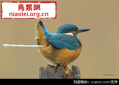 孔雀鱼 孔雀鱼