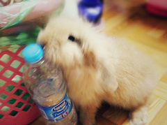 rabbit2