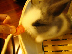 rabbit1