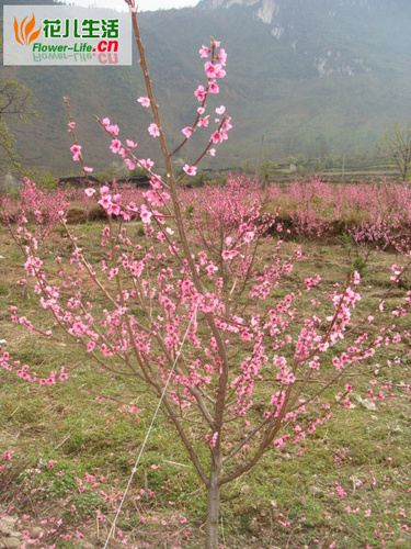 桃树修剪