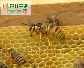 蜂螨无公害防治