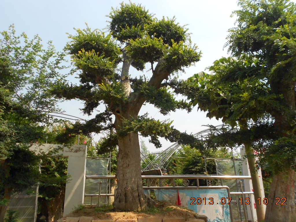 造型榆树