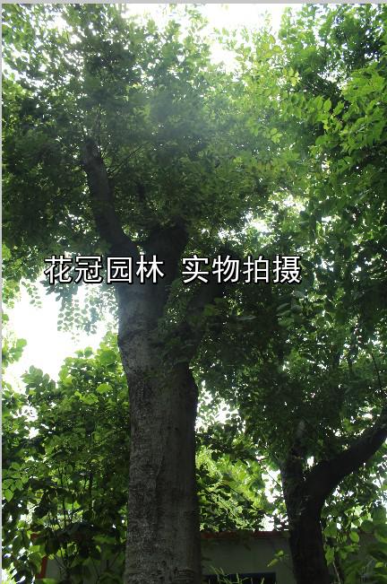 榉树
