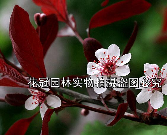紫叶李|红叶李价格|4公分红叶李价格|紫叶李价格