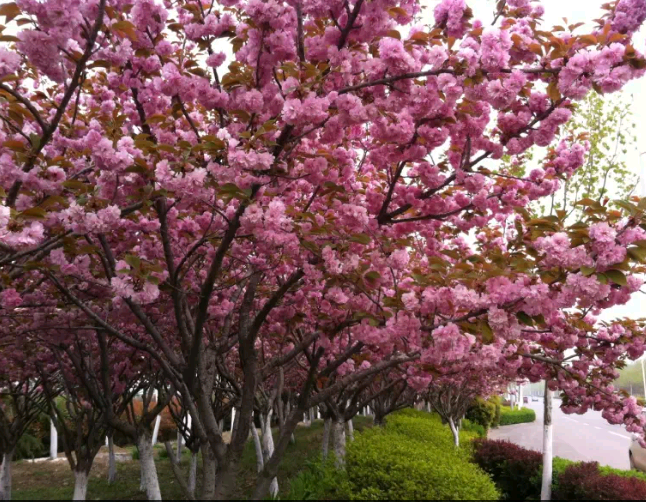 樱花|樱花小苗价格|早樱|晚樱|染井吉野|大岛樱