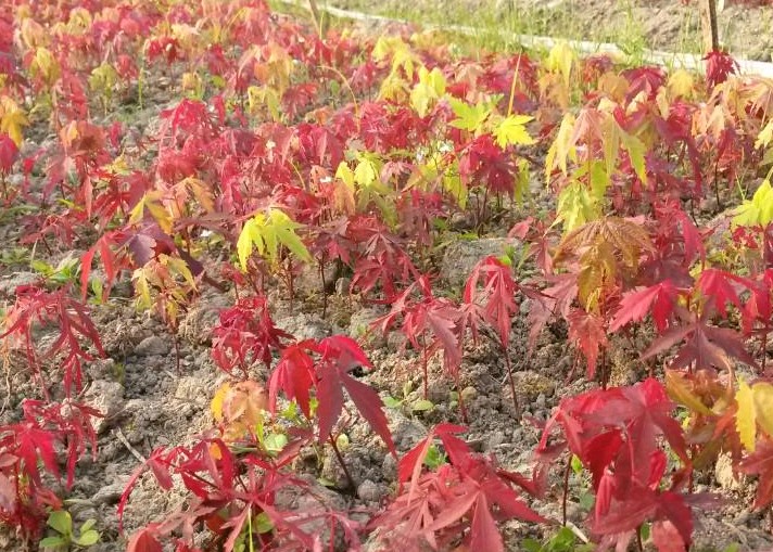 红枫小苗价格|日本红枫|红枫芽苗|鸡爪槭小苗