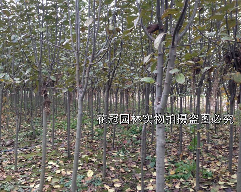 西府海棠价格|6公分西府海棠|垂丝海棠价格