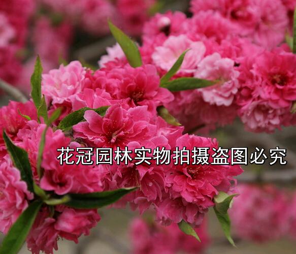 碧桃|紫叶桃|红叶桃|碧桃价格|3公分碧桃价格
