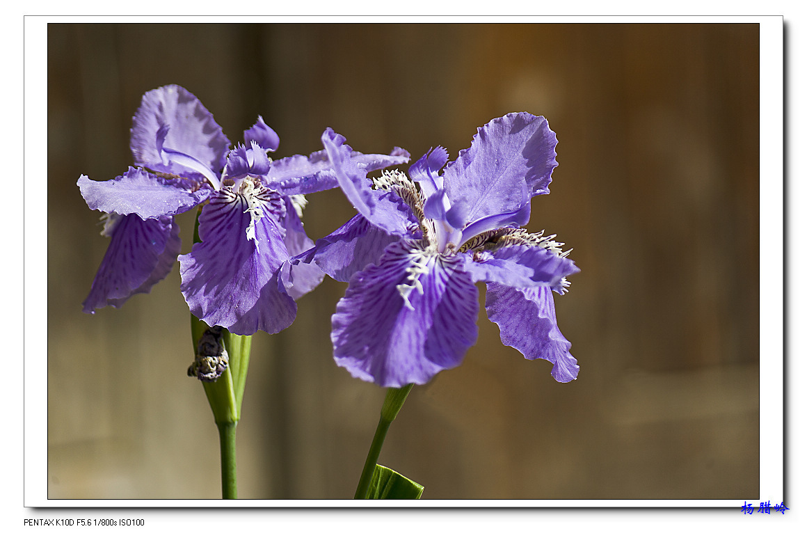 我眼中的那些花花草草:竹节兰三幅[原创]