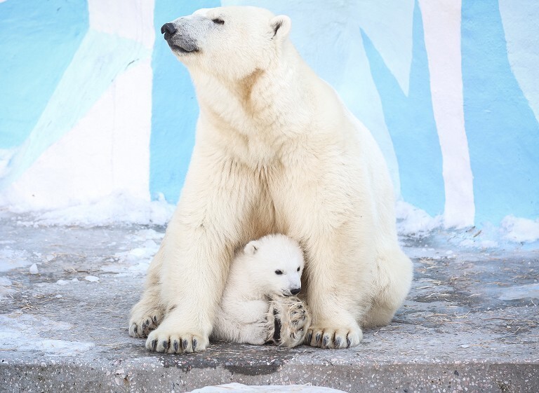 俄罗斯新生北极熊幼崽