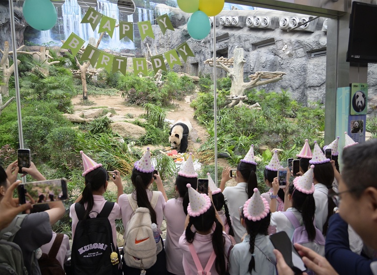 澳门大熊猫双胞胎10周岁