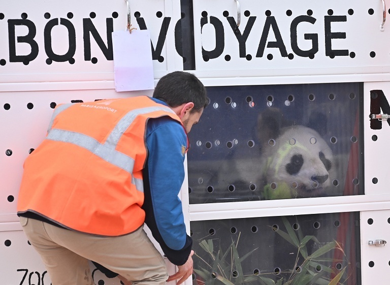 旅法大熊猫返回中国