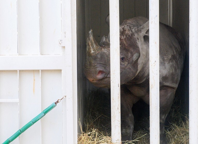 欧洲黑犀牛跨园繁育