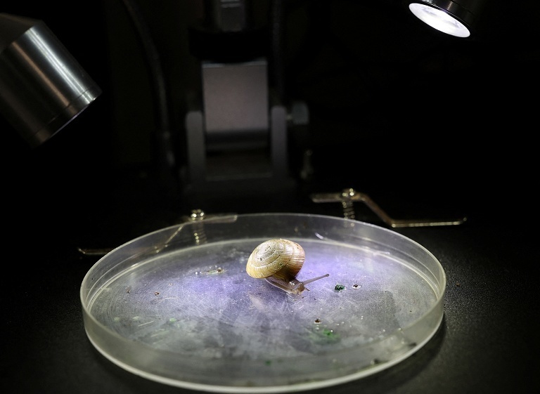 百慕大陆蜗摆脱灭绝危机