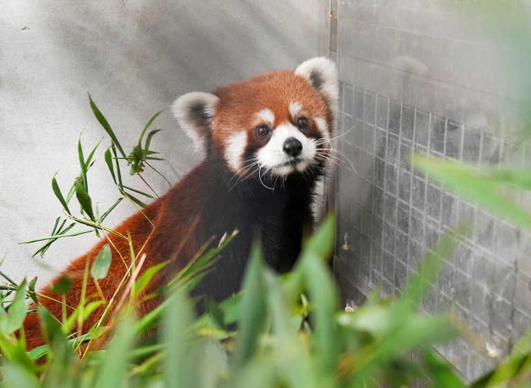 大陆赠台小熊猫抵达台北