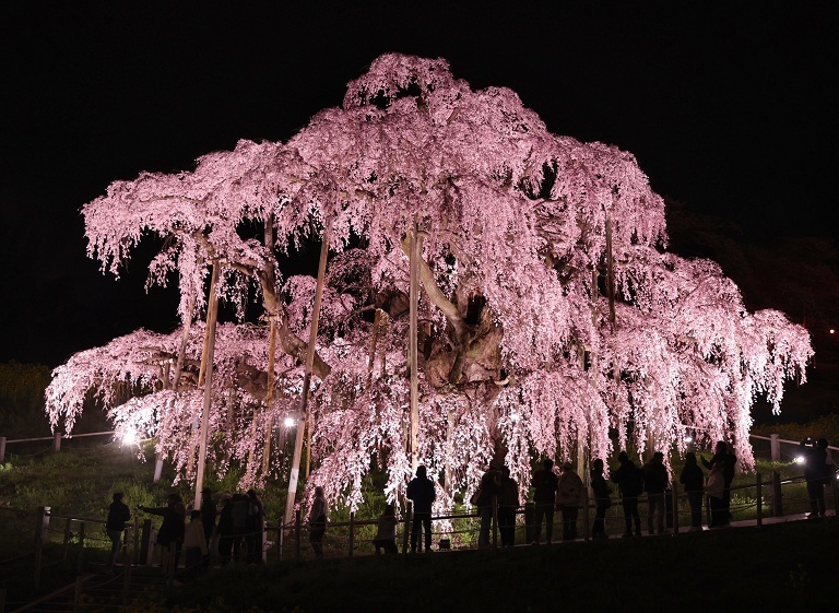福岛千年古樱进入盛花期