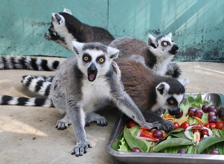 江苏动物园过腊八节