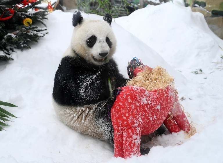 旅俄大熊猫春节礼物