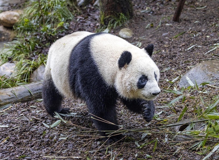 中国元旦假期5.95亿人出行