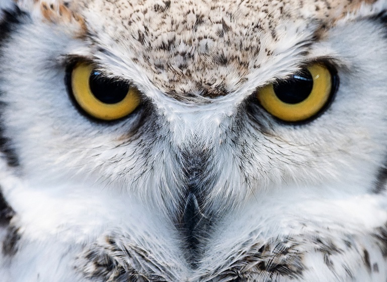 德国斯图加特宠物展