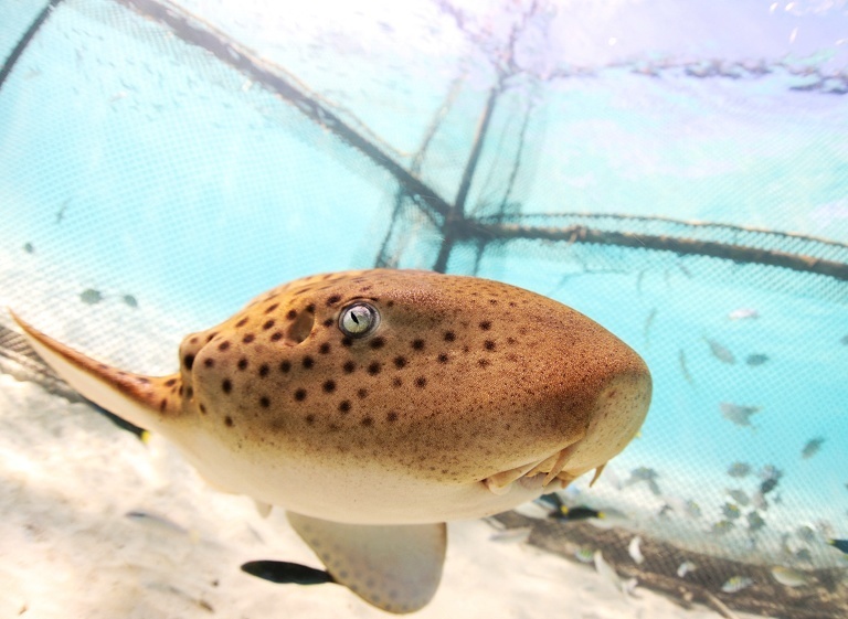 泰国豹纹鲨野放计划