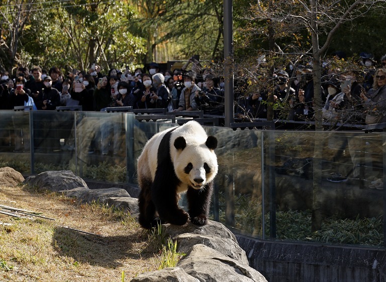 中日大熊猫租约即将到期