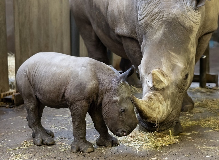 比利时新生白犀幼崽