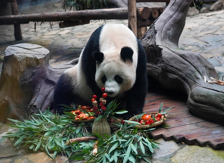 重庆大熊猫新年大餐