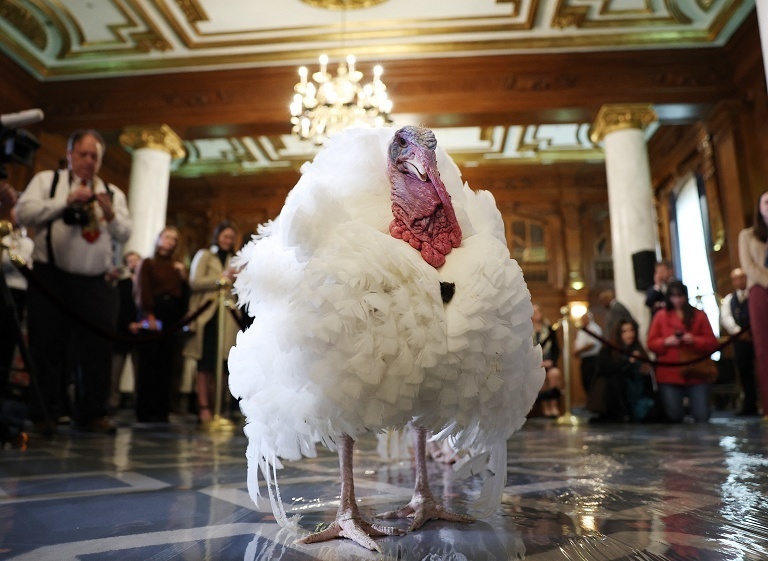 白宫感恩节火鸡亮相