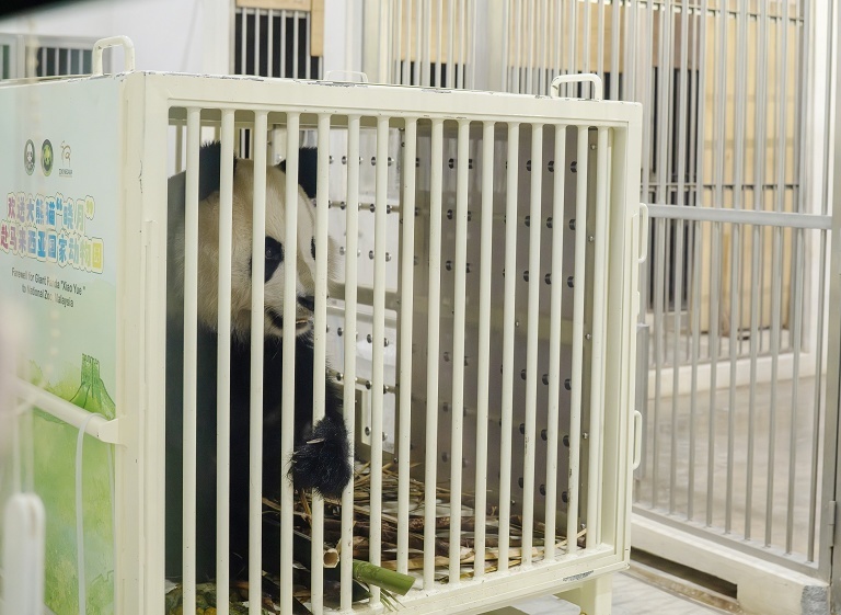 大熊猫旅居马来西亚